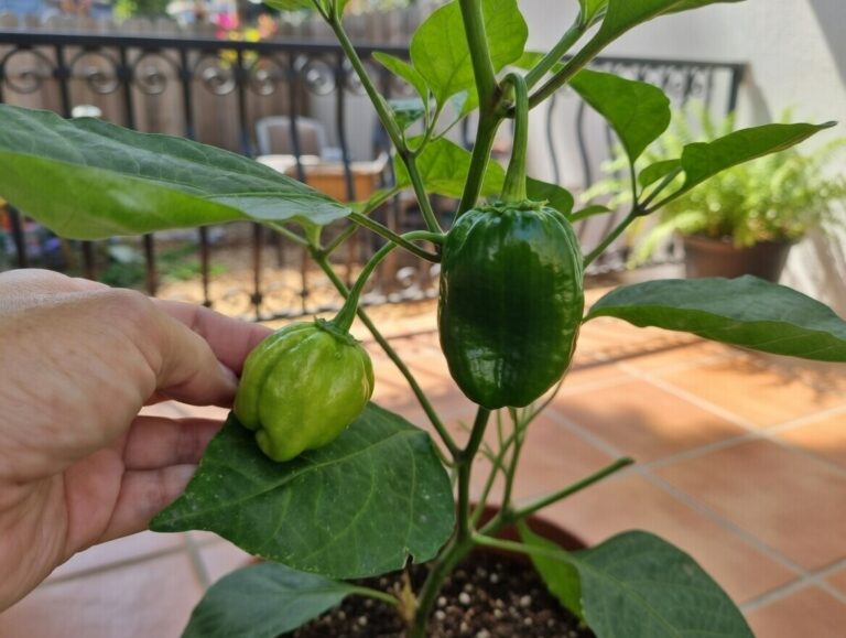 ¿Se puede cultivar ají en casa? - Mata de ají en balcon.